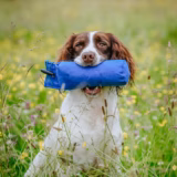 Gundog carrying a blue 1lb canvas training dummy in the field