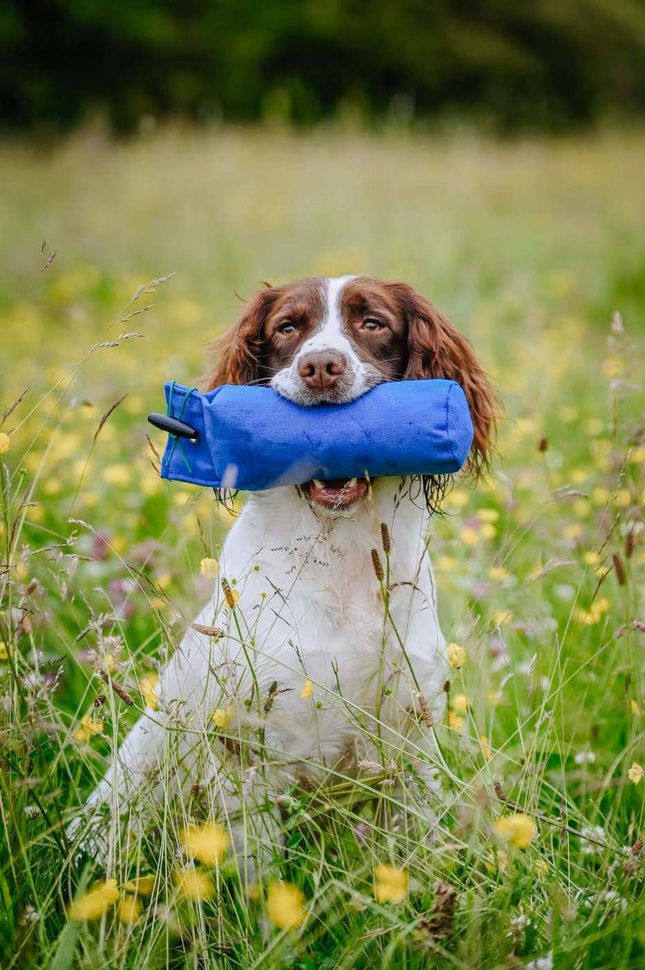 1lb-canvas-dummy--1lb-floating-canvas-gundog-training-dummy-blue-field-retrieve Gundog carrying a blue 1lb canvas training dummy in the field