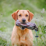 Gundog carrying a FLIGHT Hen 1lb canvas training dummy