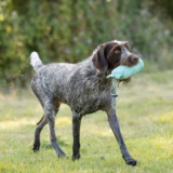 Gundog carrying a green 1lb canvas training dummy from water