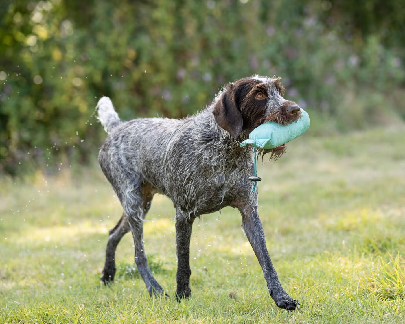 1lb-canvas-dummy--1lb-floating-canvas-gundog-training-dummy-green-water-retrieve Gundog carrying a green 1lb canvas training dummy from water