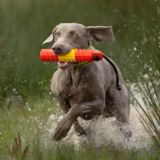 BG True Hold 2-Inch Water Dummy