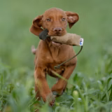 Small Bird Gundog Training Dummy