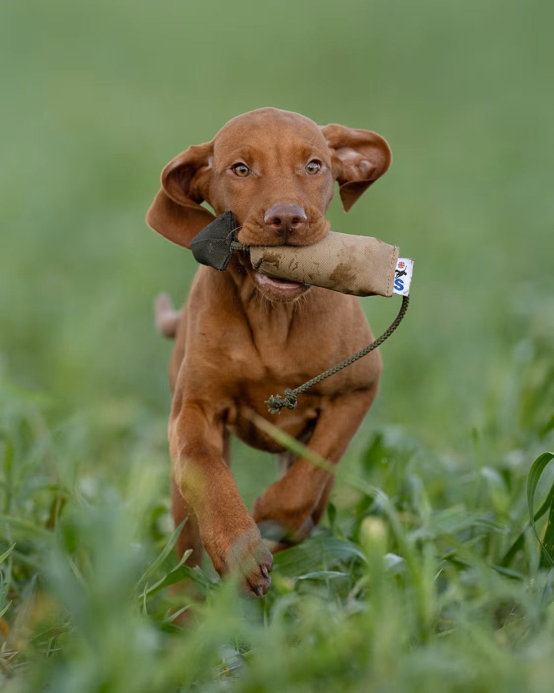 bird-dummy-small--bird-dummy-8211-small--parent-gallery-2 Small Bird Gundog Training Dummy