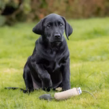 Small Bird Gundog Training Dummy