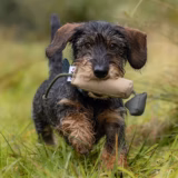Small Bird Gundog Training Dummy