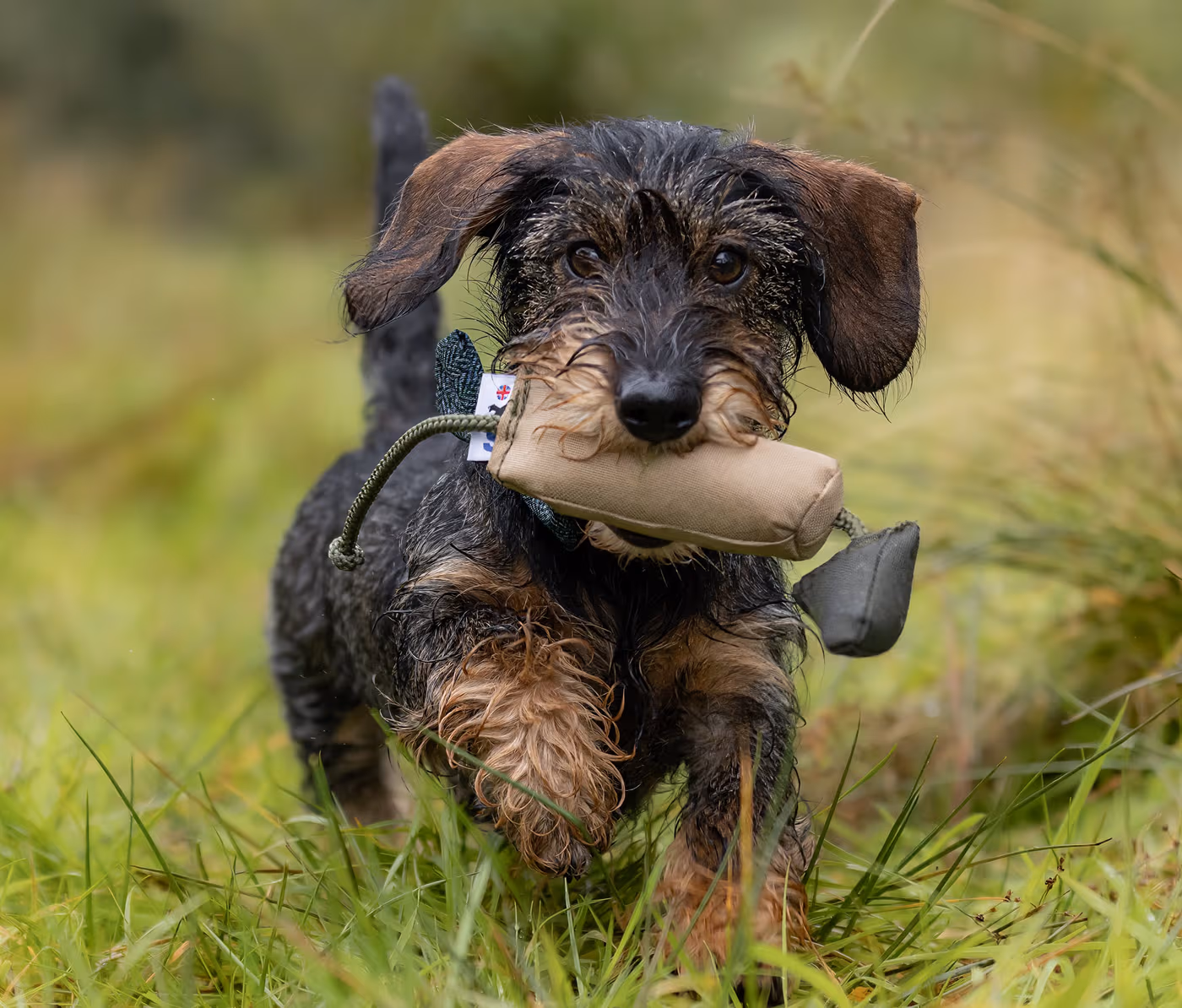 bird-dummy-small--bird-dummy-8211-small--parent-gallery-4 Small Bird Gundog Training Dummy
