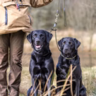 Two Dog Brace Slip Lead