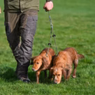 Two Dog Brace Slip Lead