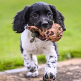 Gundog Training Dummy Balls