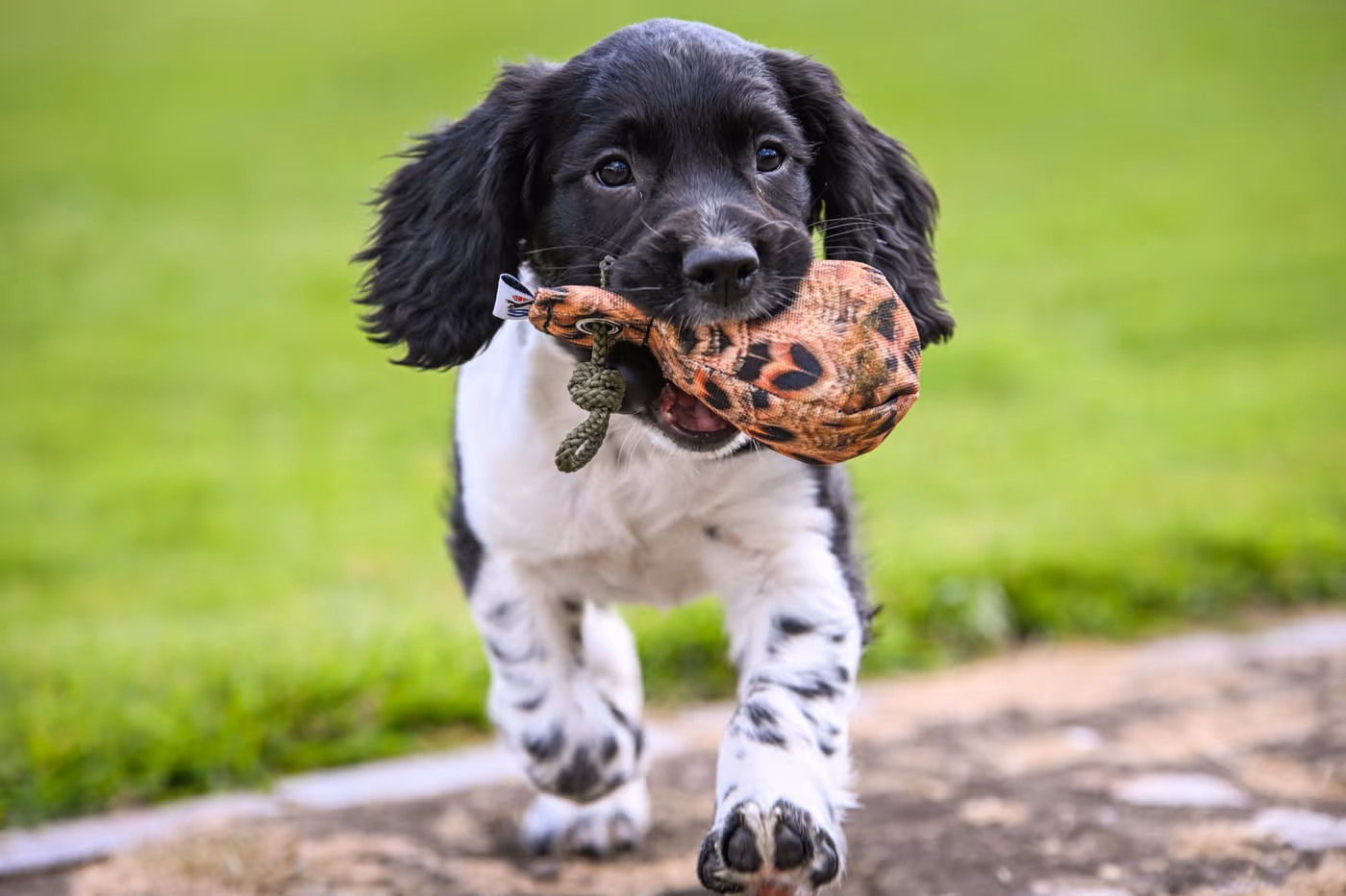 dummy-balls--dummy-balls--parent-gallery-2 Gundog Training Dummy Balls