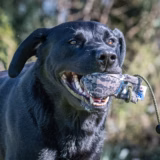 Gundog Training Dummy Balls