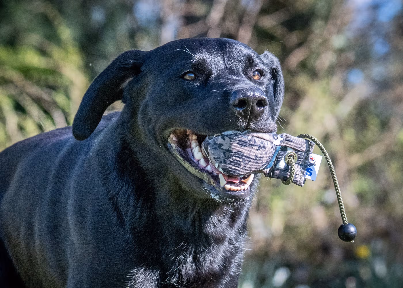 dummy-balls--dummy-balls--parent-gallery-3 Gundog Training Dummy Balls