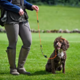 Field Trial PRO All-in-One Dog Lead - Orange