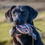 FLIGHT Dead Bird Partridge Training Dummy