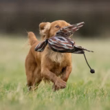 FLIGHT Dead Bird Partridge Training Dummy