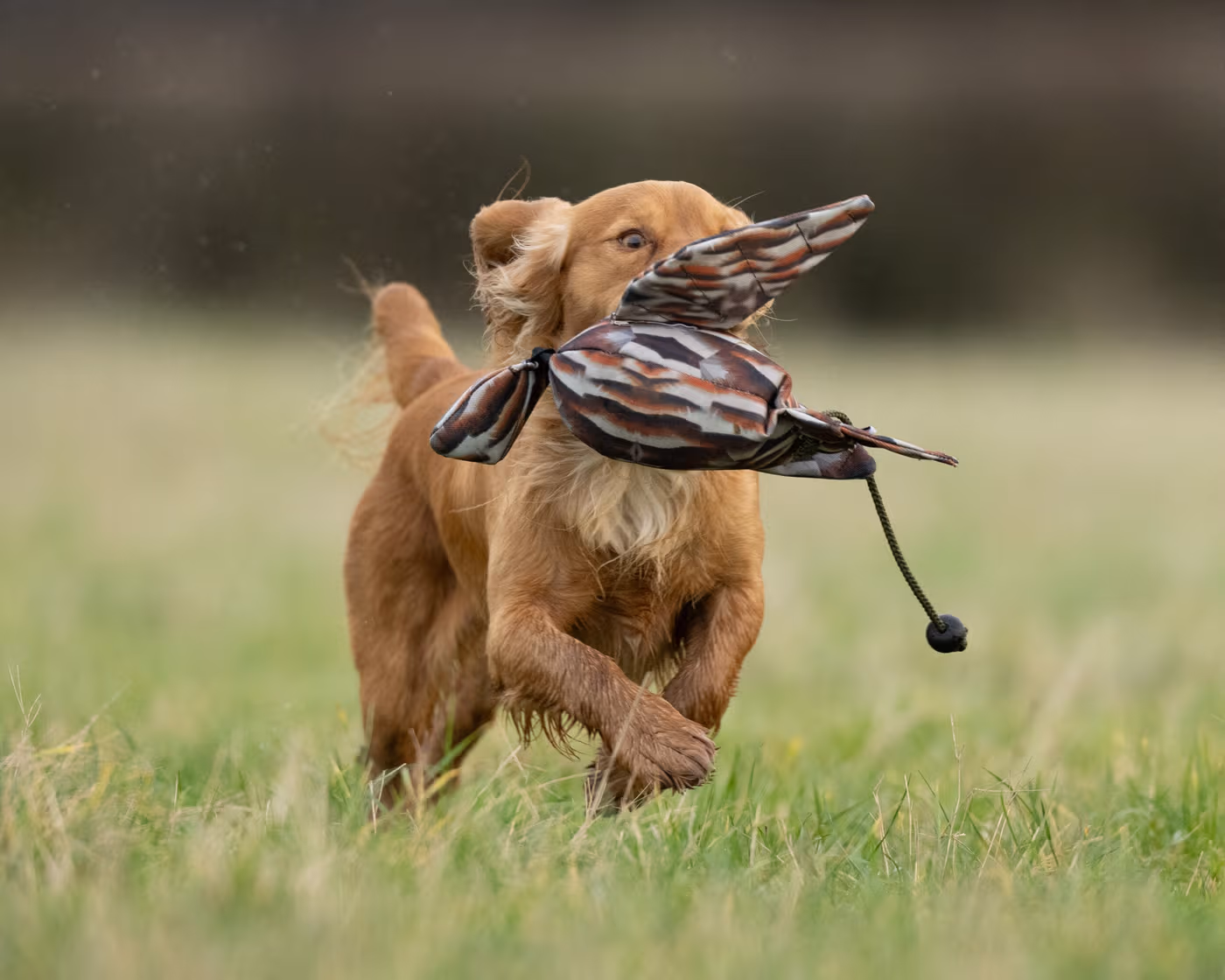 flight-dead-bird-dummy-partridge--flight-dead-bird-dummy-partridge--parent-gallery-3 FLIGHT Dead Bird Partridge Training Dummy