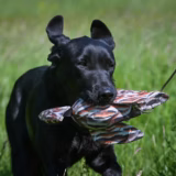 FLIGHT Dead Bird Partridge Training Dummy