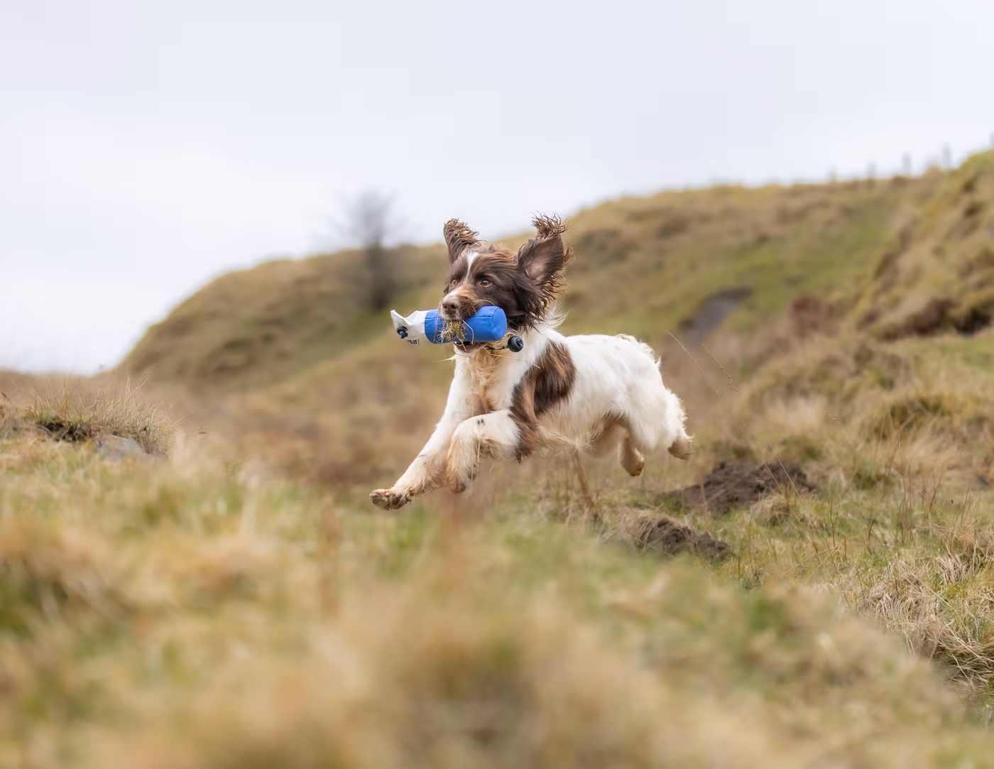 flinger-mid-sized-marking-dummy-by-laura-hill--flinger-mid-sized-marking-dummy-by-laura-hill--parent-gallery-3 Laura Hill Mid-Sized Gundog Marking Dummy