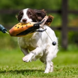 Game Bird Pheasant Gundog Training Dummy