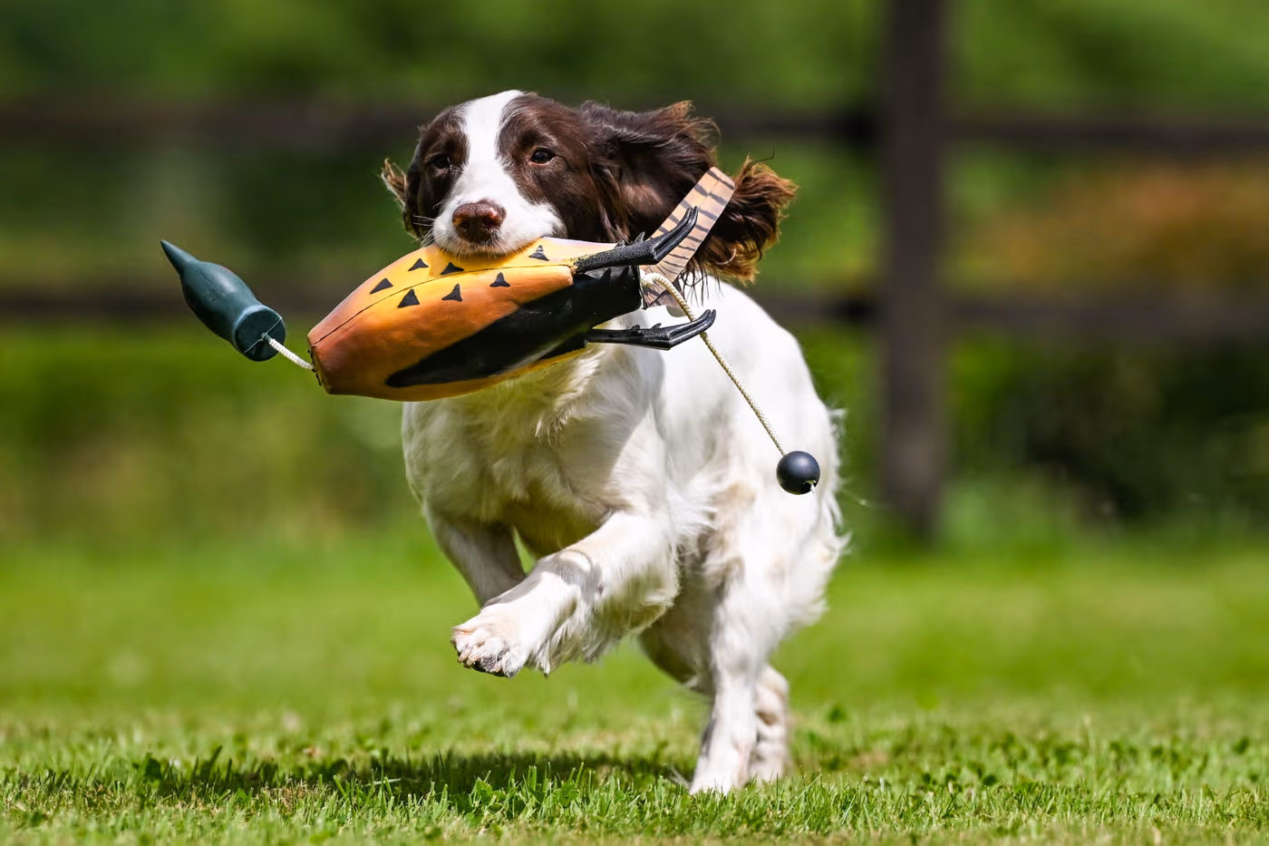 game-bird-pheasant--game-bird-pheasant--parent-gallery-2 Game Bird Pheasant Gundog Training Dummy