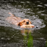 Game Bird Pheasant Gundog Training Dummy