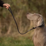 Handmade Leather Dog Training Lead
