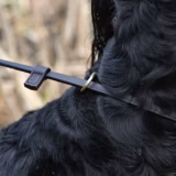 Handmade Leather Dog Training Lead
