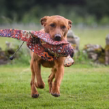 LITE Dead Bird Cock Pheasant Dummy