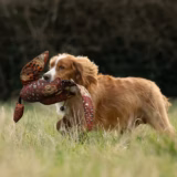 LITE Dead Bird Cock Pheasant Dummy