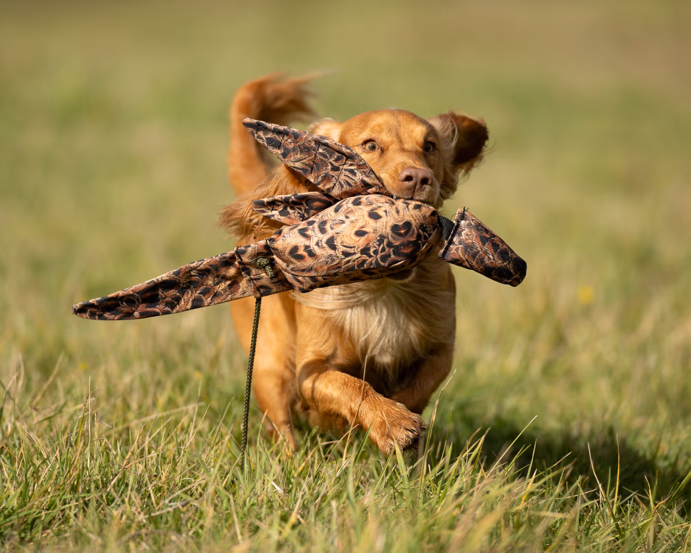 lite-dead-bird-hen-pheasant--lite-dead-bird-8211-hen-pheasant--parent-gallery-2 LITE Dead Bird Hen Pheasant Dummy