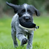 Puppy Canvas Gundog Training Dummy