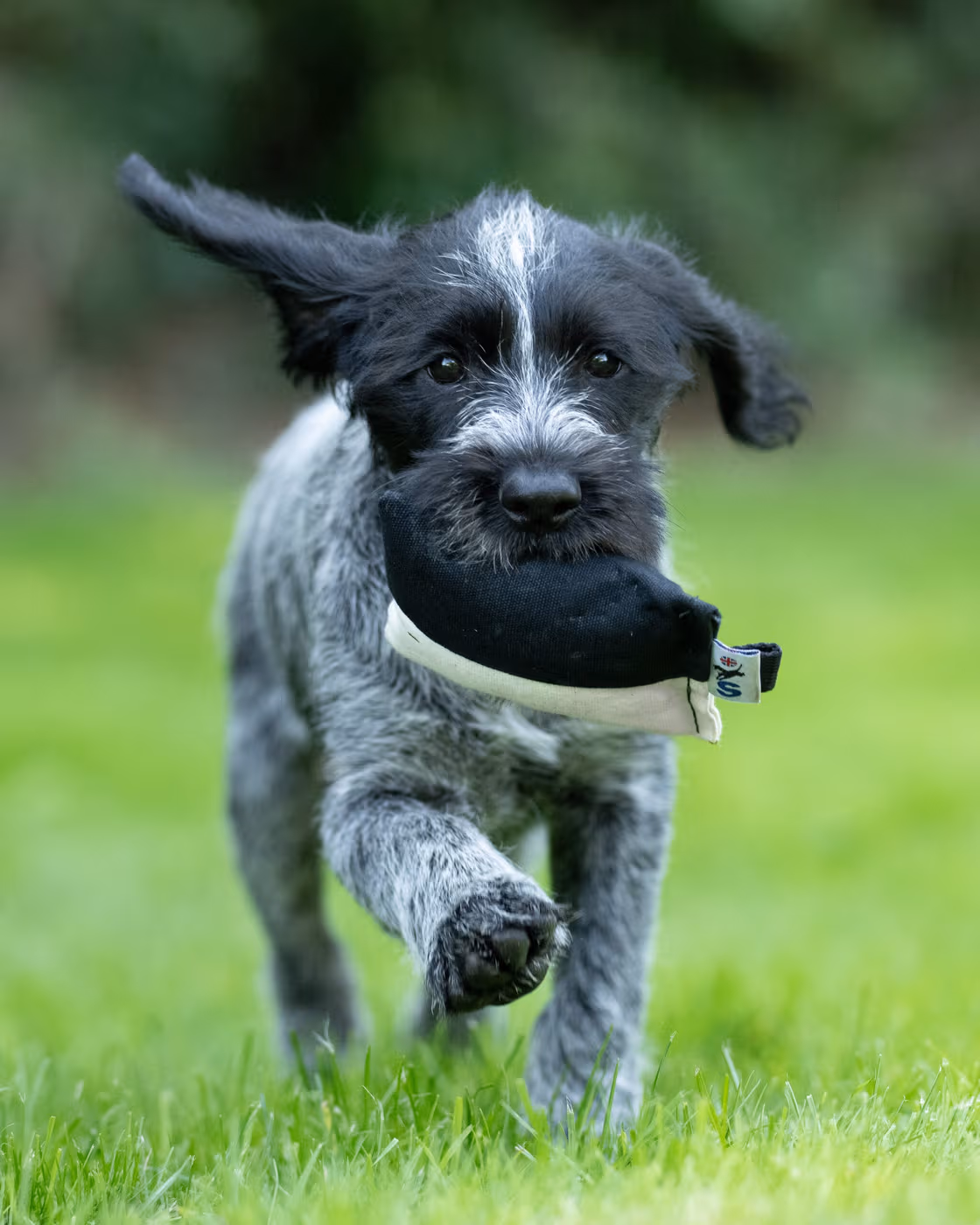 puppy-canvas-dummy--puppy-canvas-dummy--parent-gallery-2 Puppy Canvas Gundog Training Dummy