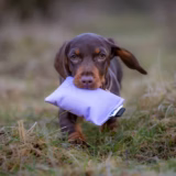 Puppy Canvas Gundog Training Dummy