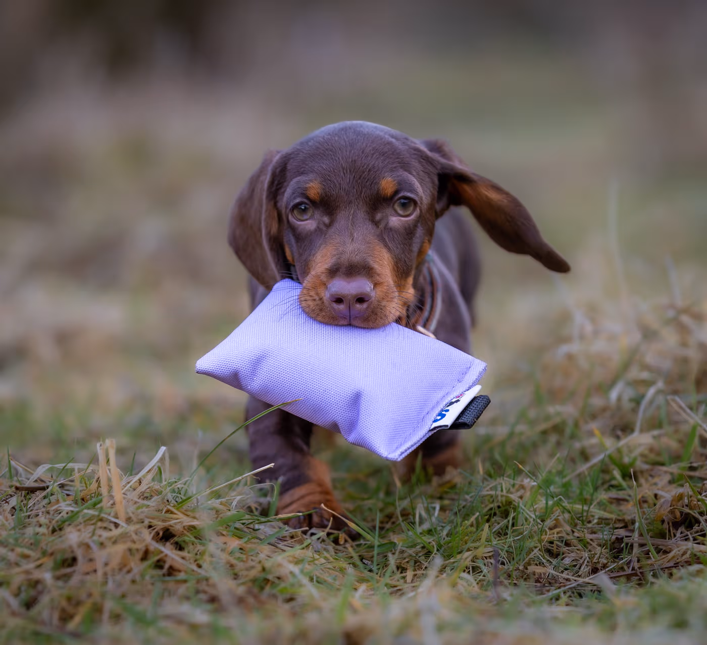 puppy-canvas-dummy--puppy-canvas-dummy--parent-gallery-3 Puppy Canvas Gundog Training Dummy