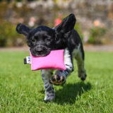 Puppy Canvas Gundog Training Dummy
