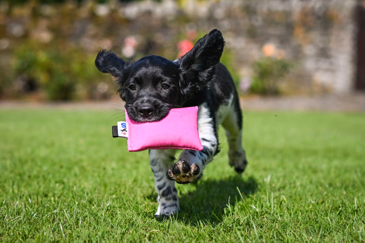 puppy-canvas-dummy--puppy-canvas-dummy--parent-gallery-4 Puppy Canvas Gundog Training Dummy
