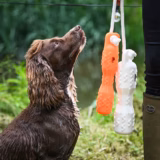 Gundog with Orange and White DT Systems GRIP-Tech training dummies