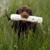 Gundog carrying a White GRIP-Tech soft-mouth training dummy