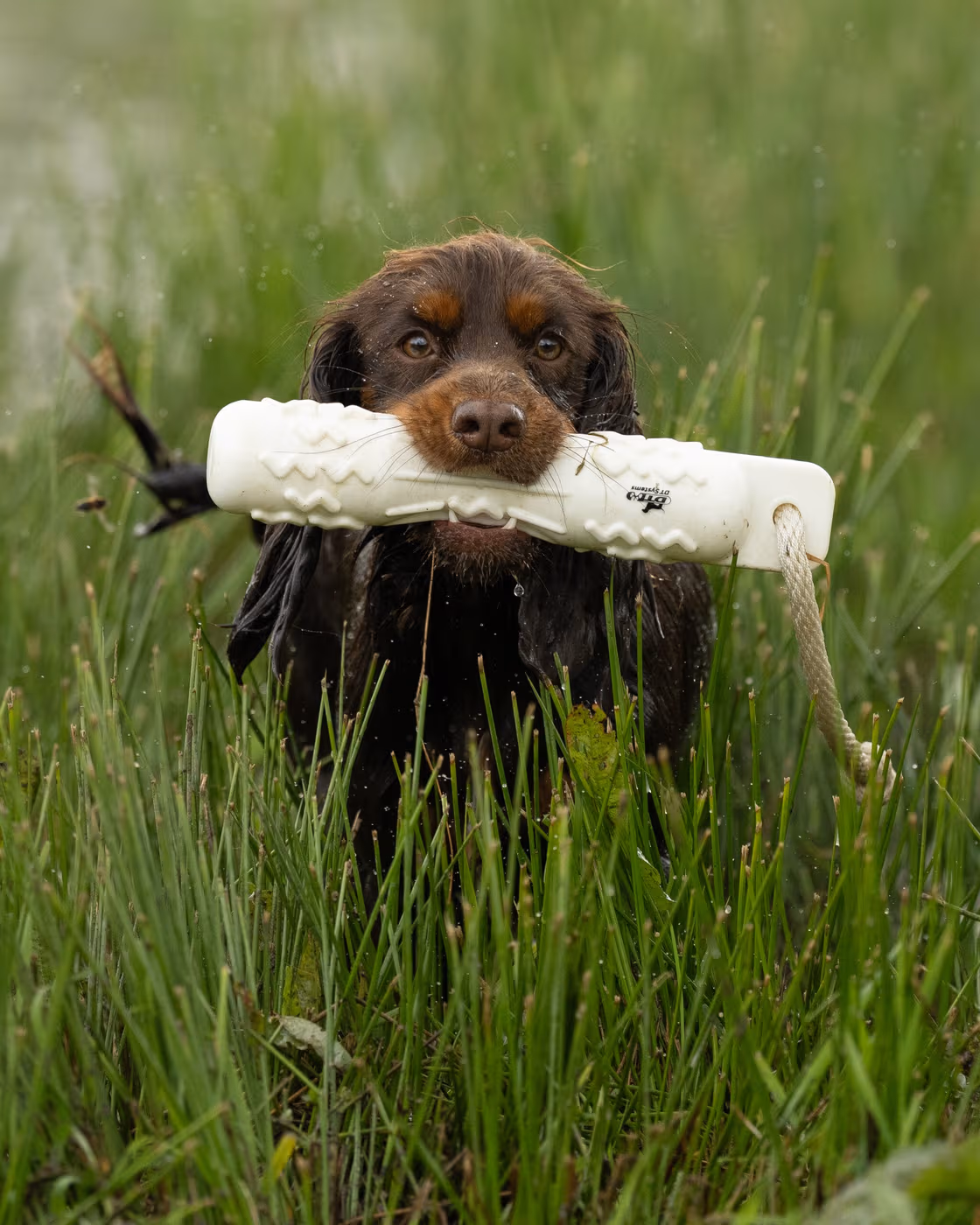 Gundog carrying a White GRIP-Tech soft-mouth training dummy Gundog carrying a White GRIP-Tech soft-mouth training dummy