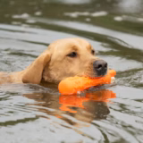 Gundog retrieving an Orange GRIP-Tech dummy from water