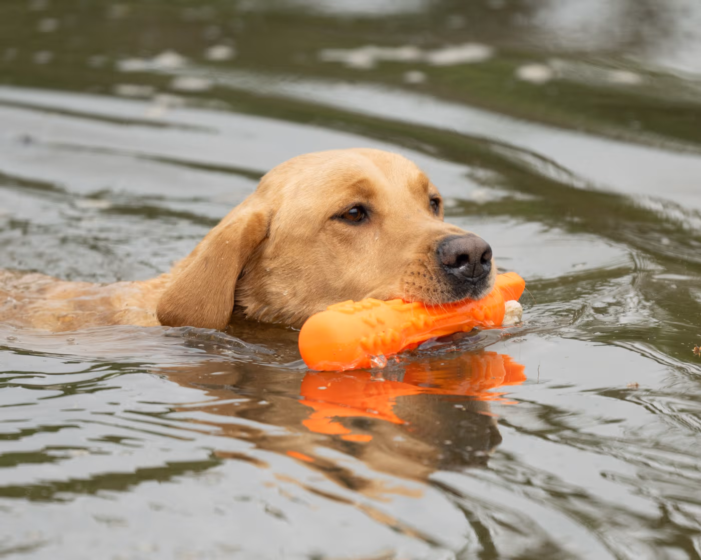 Gundog retrieving an Orange GRIP-Tech dummy from water Gundog retrieving an Orange GRIP-Tech dummy from water