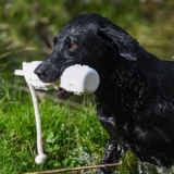 Gundog holding a White DT Systems soft-mouth retrieving dummy