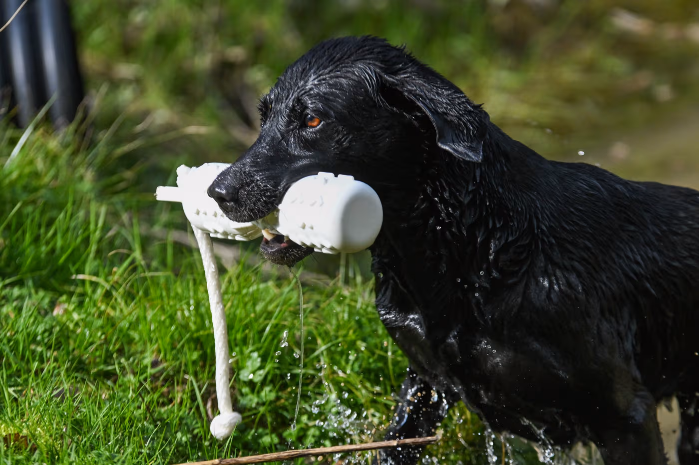 Gundog holding a White DT Systems soft-mouth retrieving dummy Gundog holding a White DT Systems soft-mouth retrieving dummy