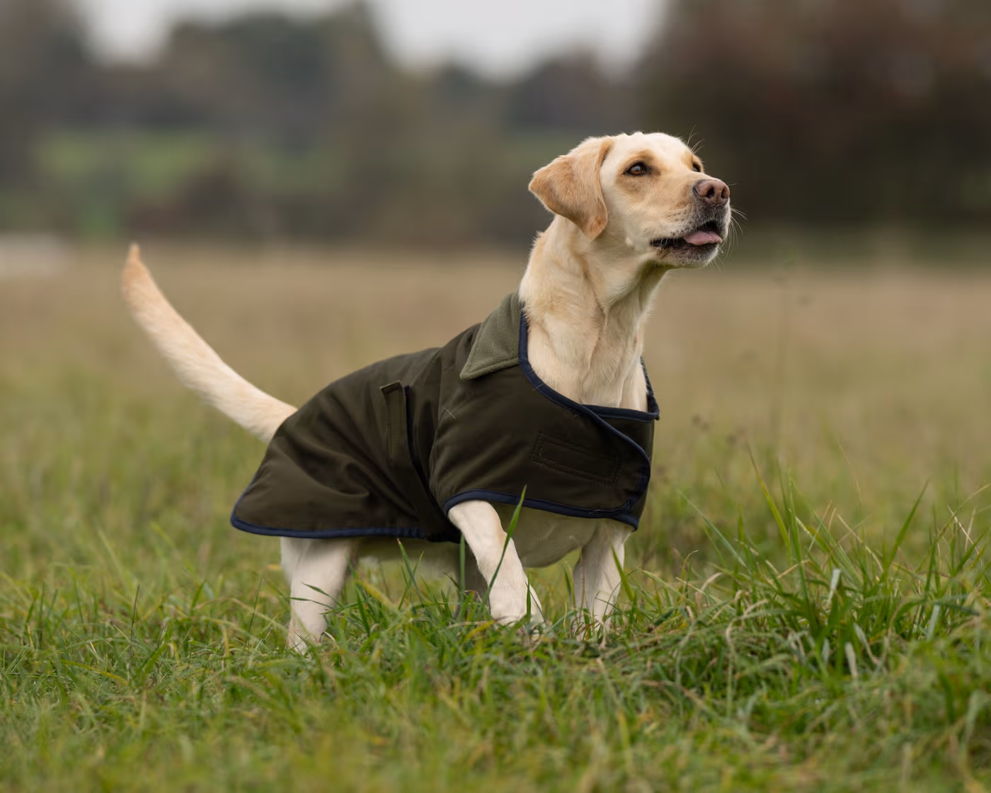 the-winslow-dog-coat-waterproof--the-winslow-dog-coat-8211-waterproof-amp-warm--parent-gallery-4 Winslow Waterproof Working Dog Coat