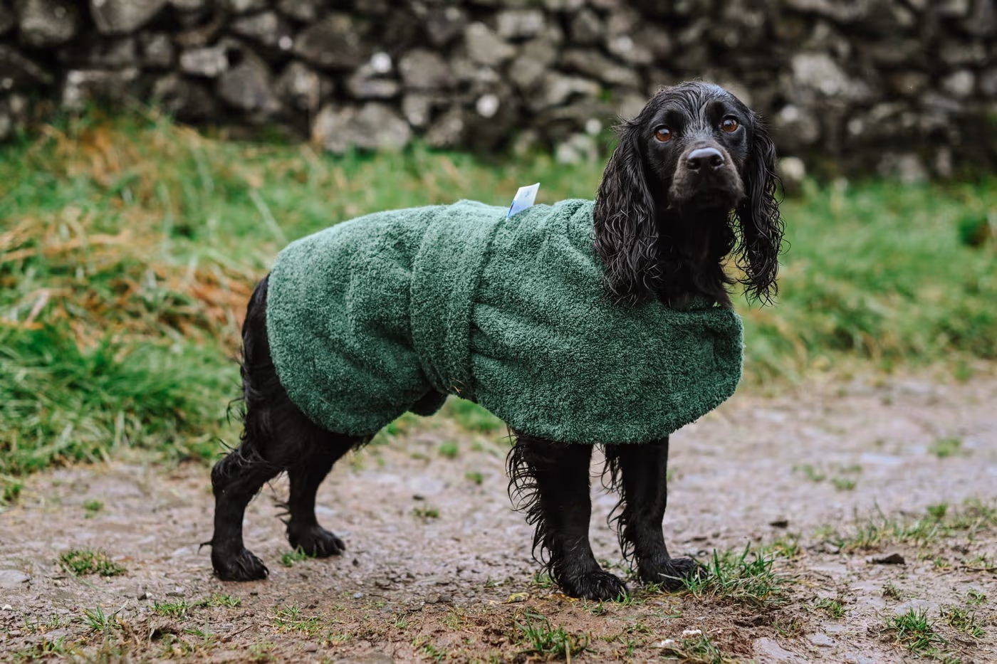 towelling-drying-dog-coat--towelling-drying-dog-coat-8211-wet-to-dry-in-20mins--parent-gallery-2 Towelling Quick-Dry Dog Coat