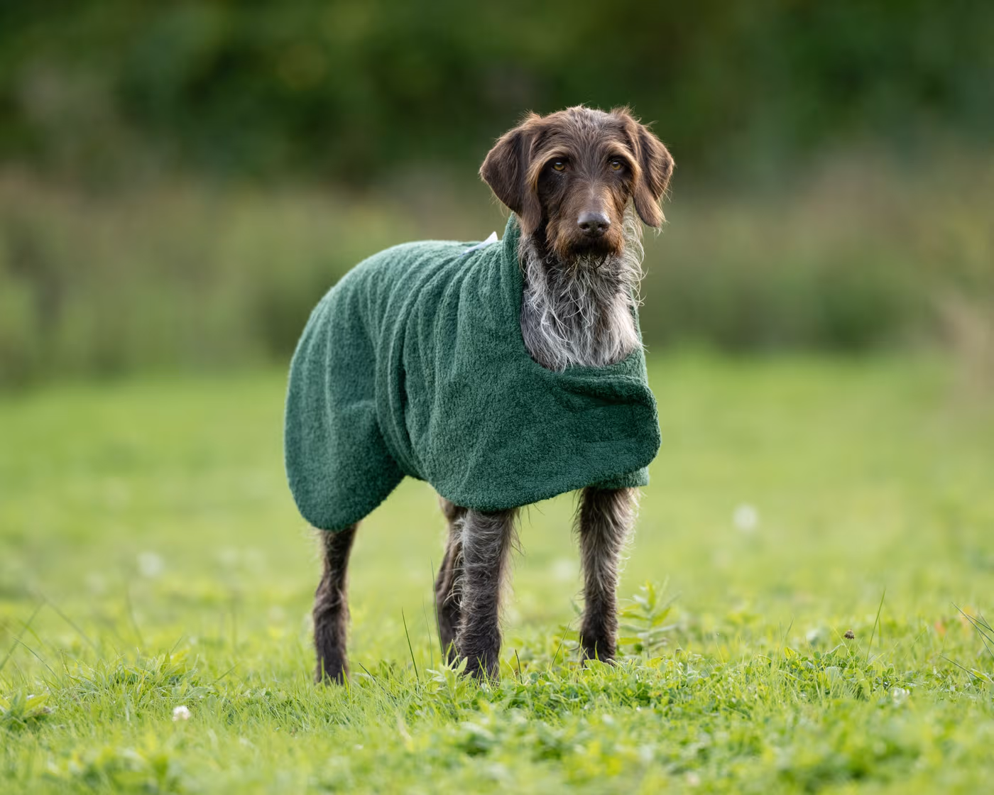 towelling-drying-dog-coat--towelling-drying-dog-coat-8211-wet-to-dry-in-20mins--parent-gallery-3 Towelling Quick-Dry Dog Coat