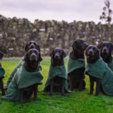 Towelling Quick-Dry Dog Coat
