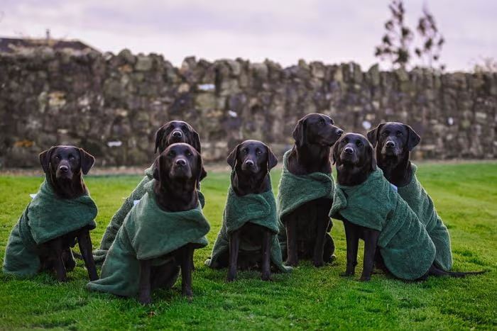 towelling-drying-dog-coat--towelling-drying-dog-coat-8211-wet-to-dry-in-20mins--parent-gallery-4 Towelling Quick-Dry Dog Coat