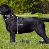 Towelling Quick-Dry Dog Coat